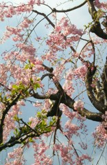 枝垂桜