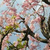 枝垂桜