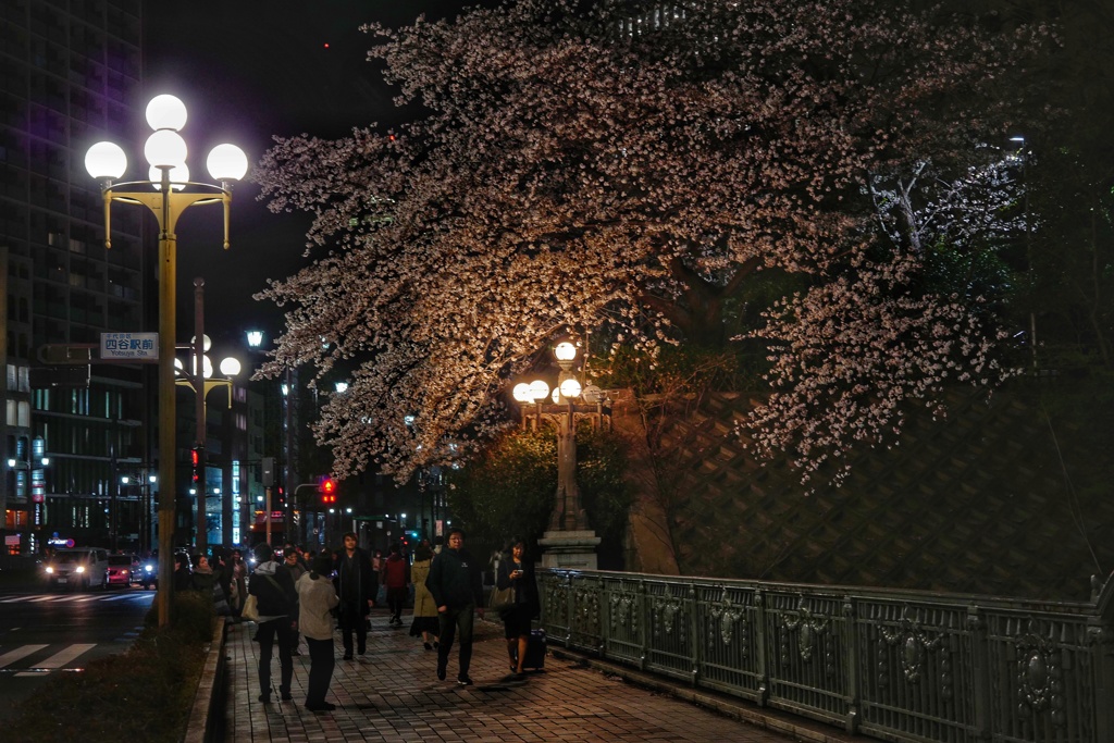 夜桜に集う