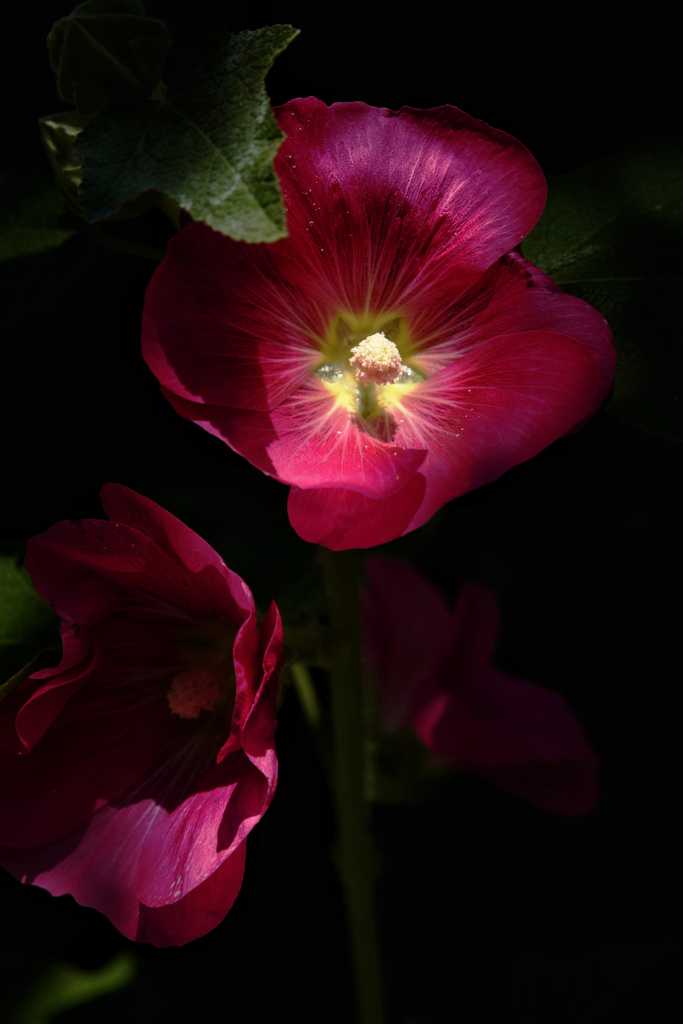 Red Hibiscus