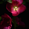 Red Hibiscus