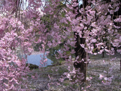 枝垂桜