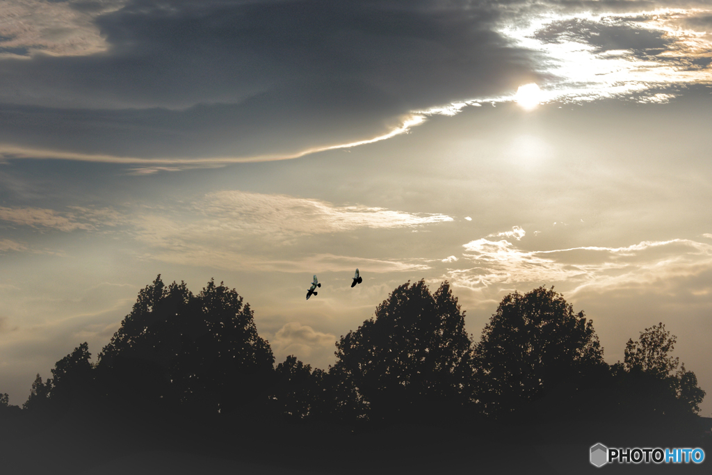 空を渡る三匹の鳥たち