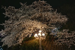 夜桜を仰ぐ