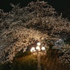 夜桜を仰ぐ