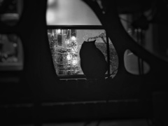 路地裏に棲む黒猫