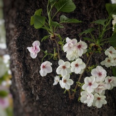 関山桜