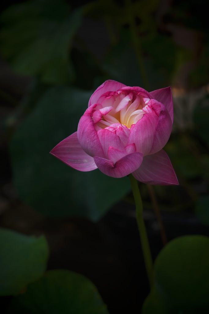 極楽浄土に咲く華 その二