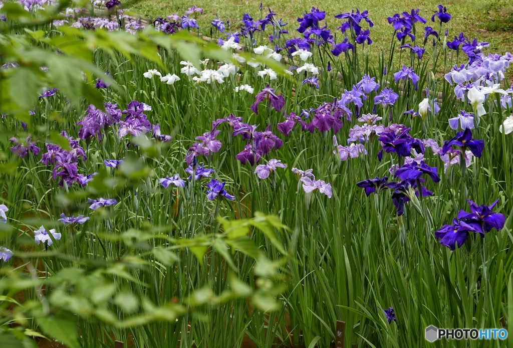 花菖蒲②