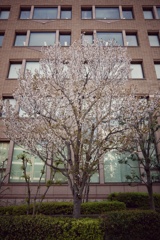 街路桜、今年も咲いた！