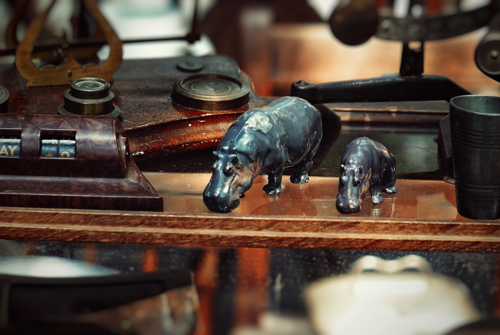 Hippopotamus 