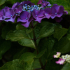 額紫陽花