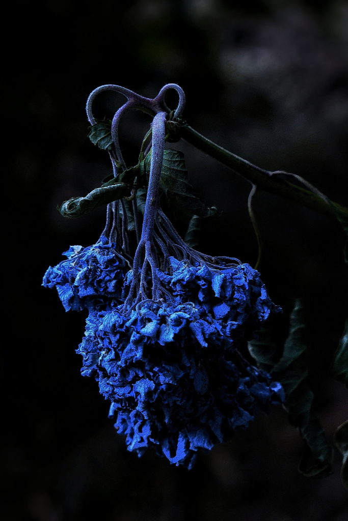 withered blue hydrangea