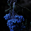 withered blue hydrangea