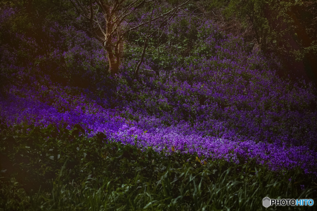 大根の花