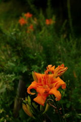 Orange Daylily