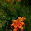 Orange Daylily