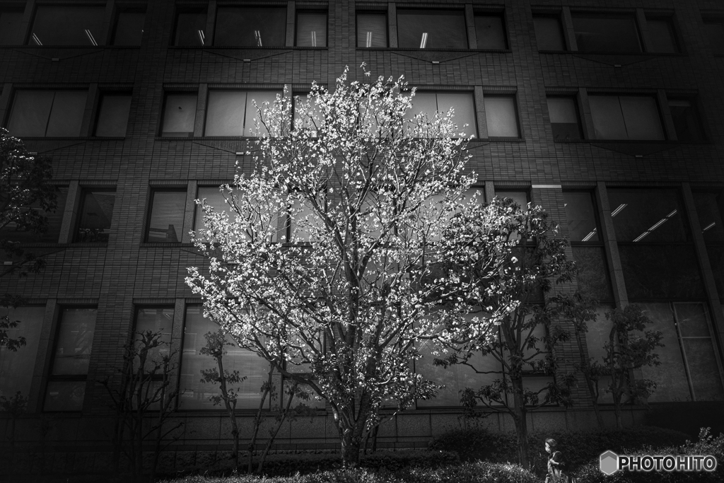街に咲く桜