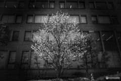 街に咲く桜