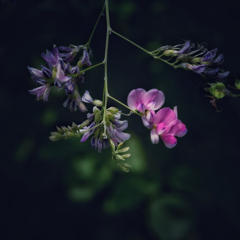 野の花