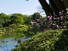 六義園寸景  つつじ