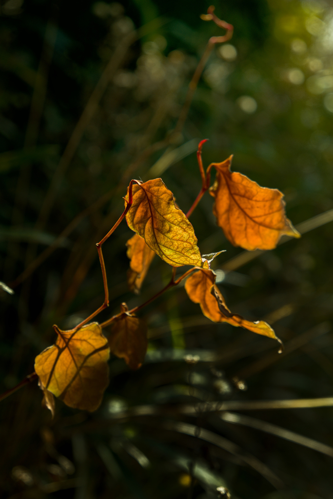 透過光LEAF