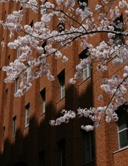 学舎の春