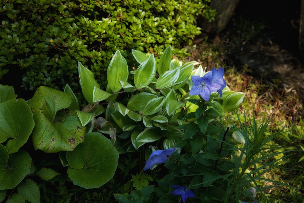 極楽浄土に咲く華 その一