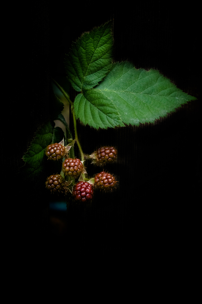 Black berry