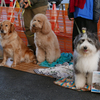 殺処分から救われた犬達