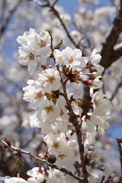 桜キター！