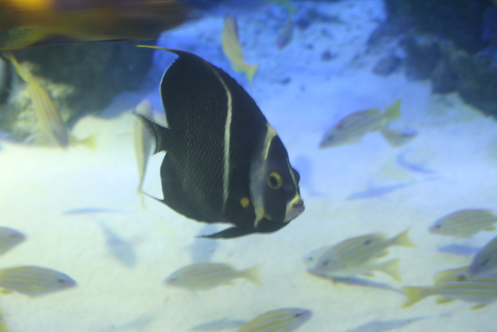 初じめての水族館撮影２