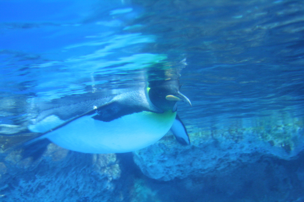 初じめての水族館撮影