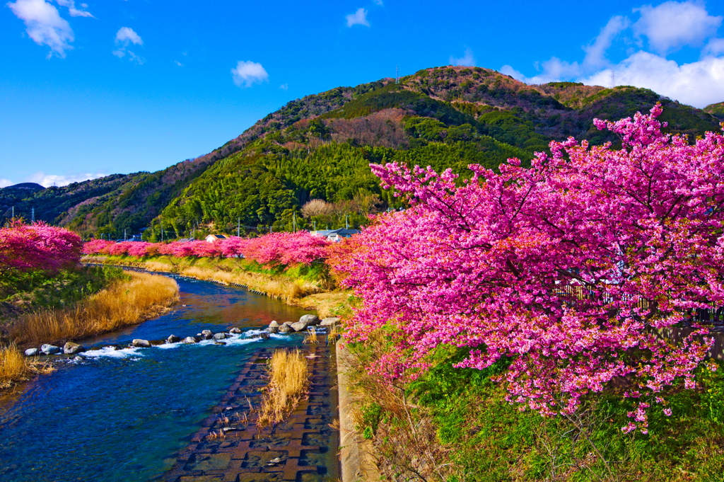 河津桜
