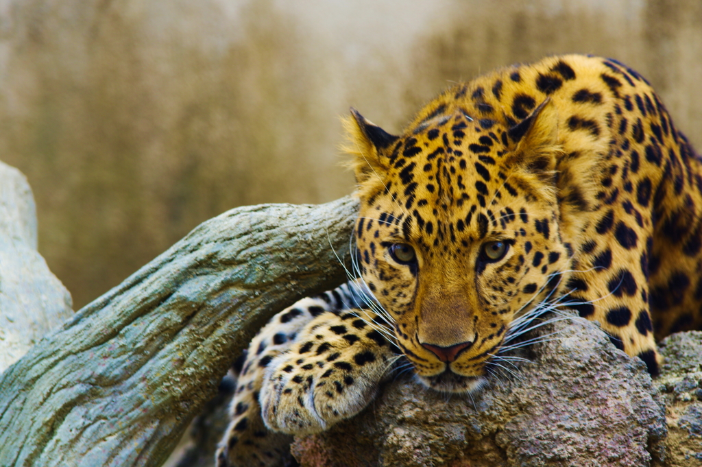 セクシーでしょ