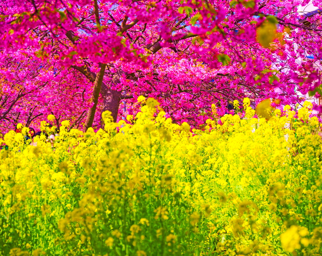 桜と菜の花のコラボレーション