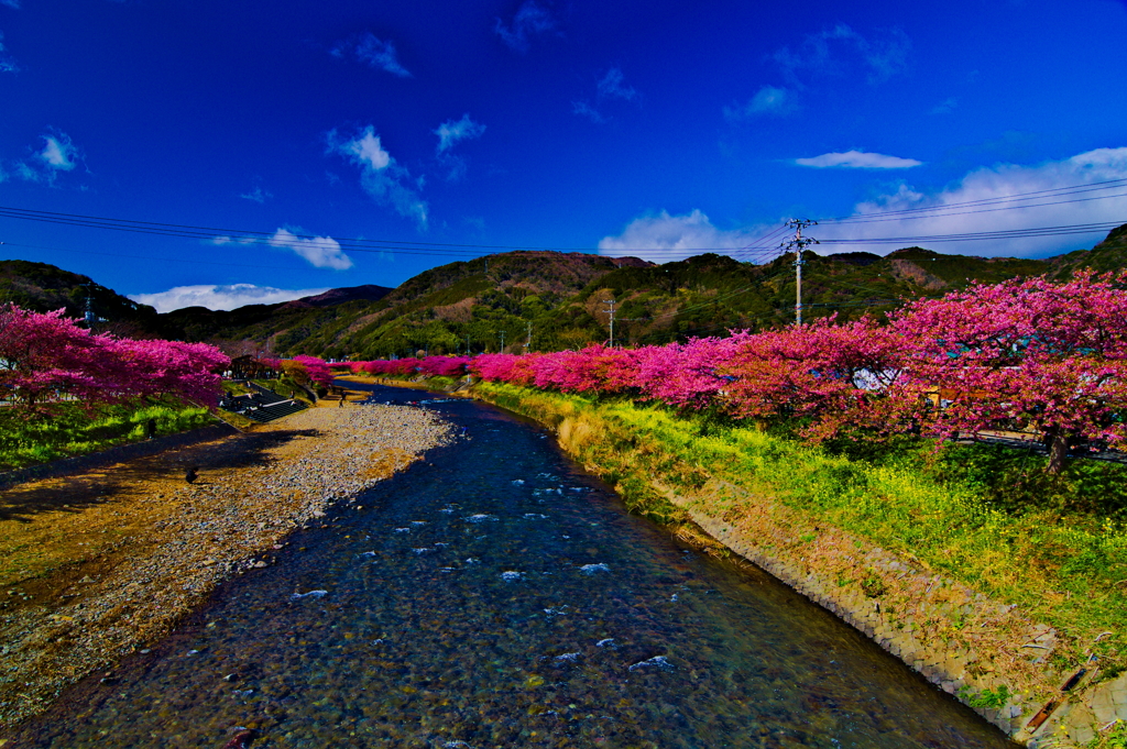 河津桜です