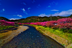 河津桜です