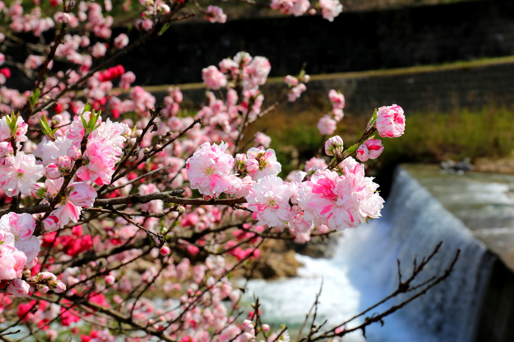 阿智村・花桃まつり（その2）