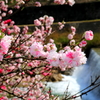 阿智村・花桃まつり（その2）