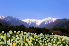 駒ケ岳の裾野に咲く水仙