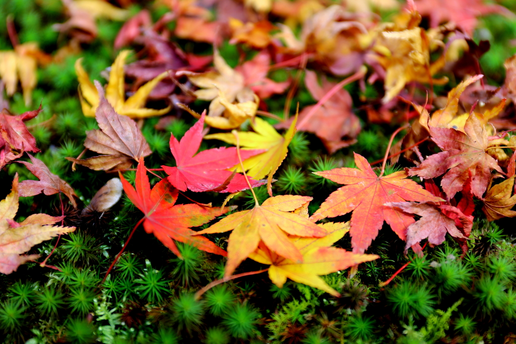 苔の上の紅葉たち