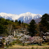 駒ケ岳と桜