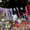 阿智村・花桃まつり（その1）