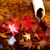 水面に浮かぶ落ち葉