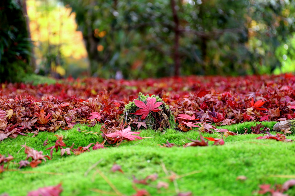 朽木の上の紅葉