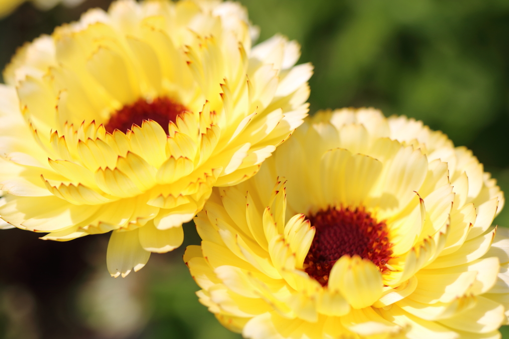 春の花3