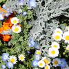 春の花10