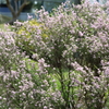 春の花6