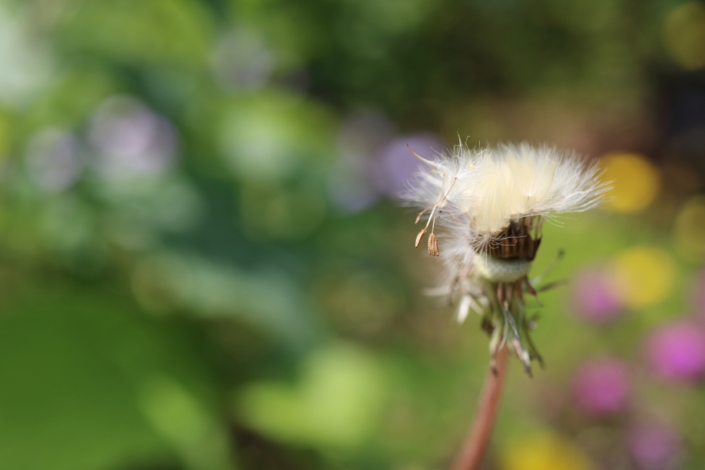 春の花2